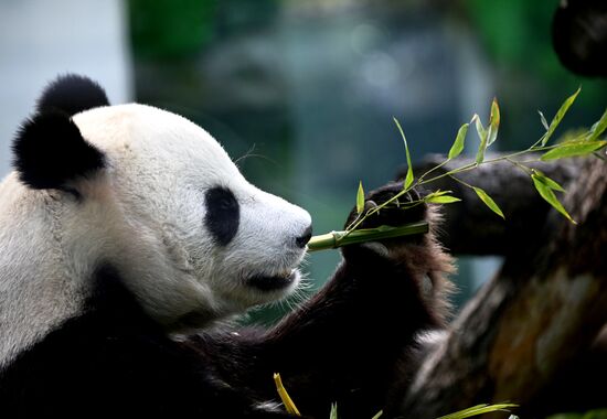 Russia Zoo Pandas