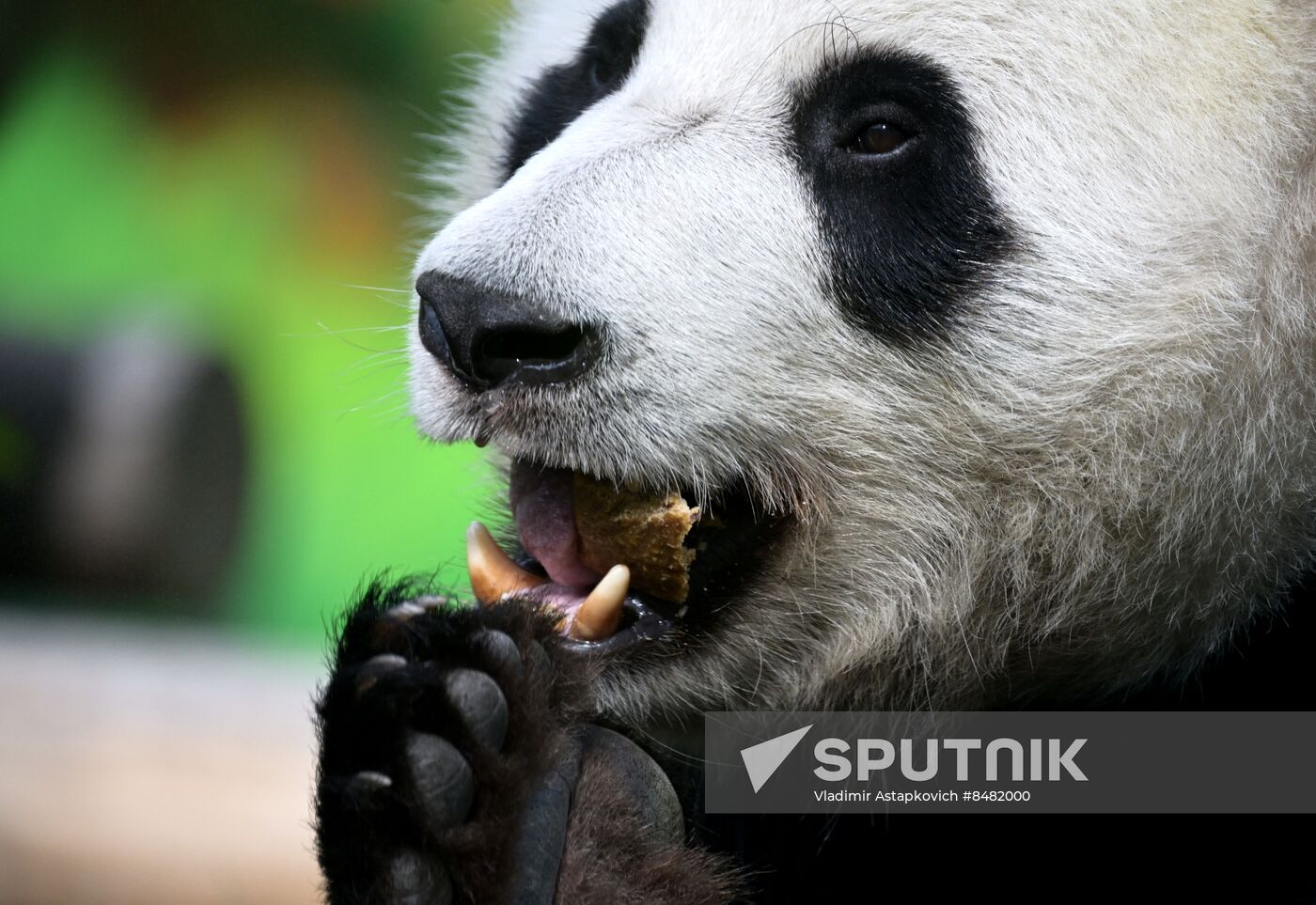 Russia Zoo Pandas