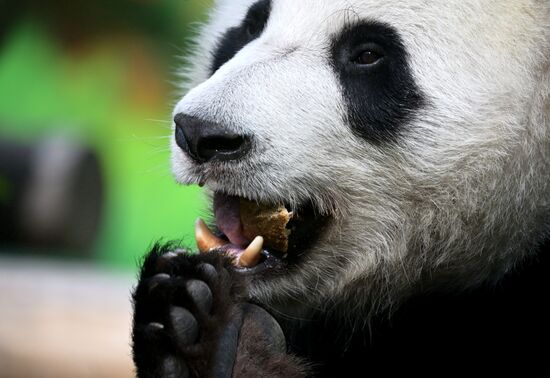 Russia Zoo Pandas