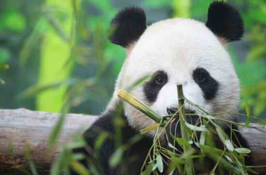 Russia Zoo Pandas