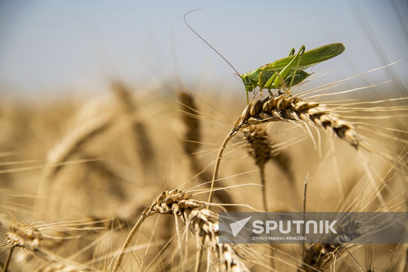 Russia Kherson Region Wheat Harvesting