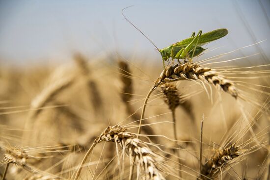 Russia Kherson Region Wheat Harvesting