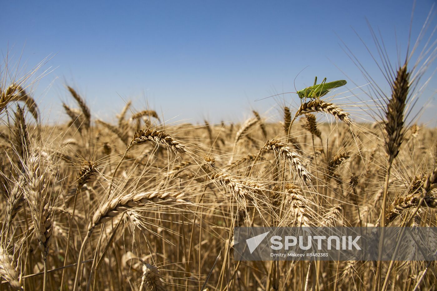 Russia Kherson Region Wheat Harvesting