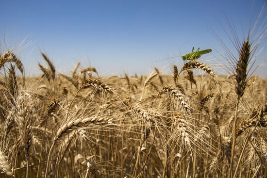 Russia Kherson Region Wheat Harvesting