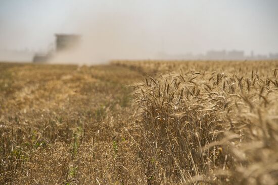 Russia Kherson Region Wheat Harvesting