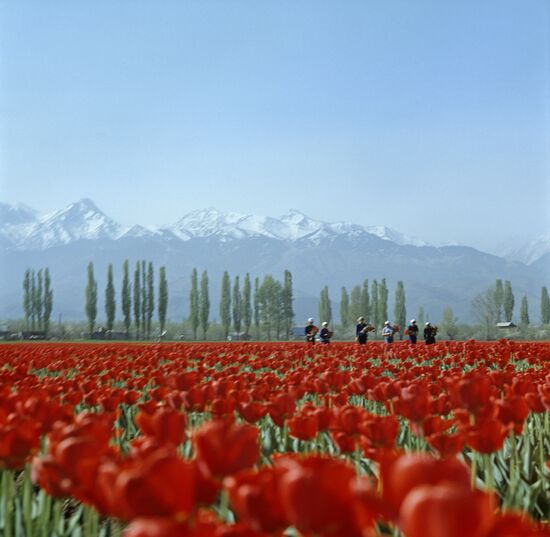 Taugul State Farm, Kazakh SSR