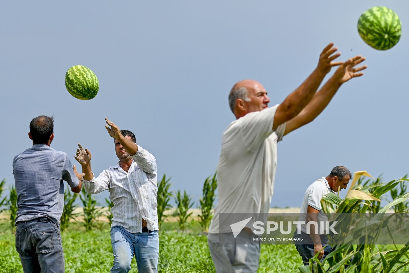 Azerbaijan Agriculture Watermelon Harvesting