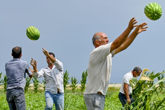 Azerbaijan Agriculture Watermelon Harvesting