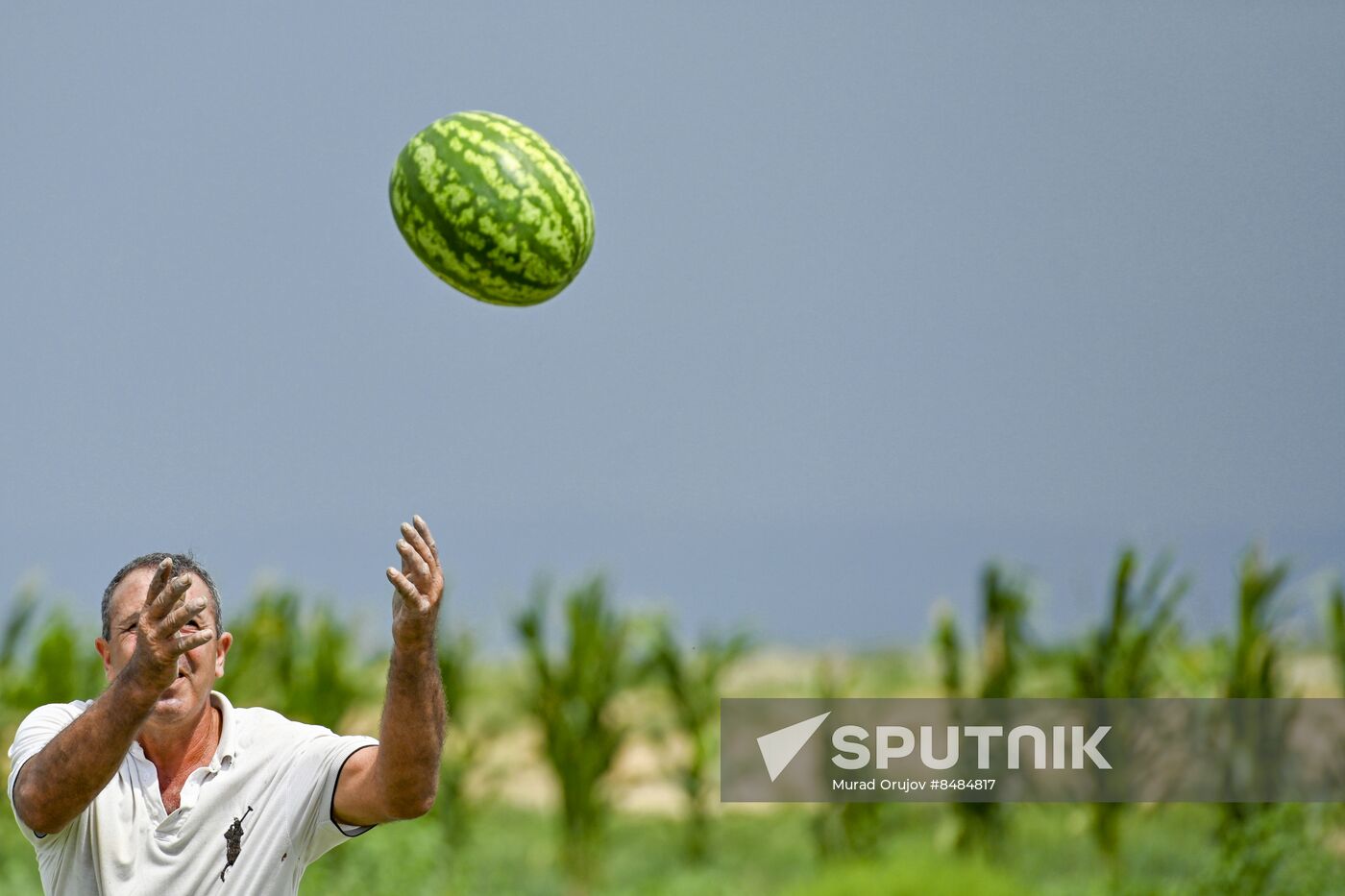 Azerbaijan Agriculture Watermelon Harvesting