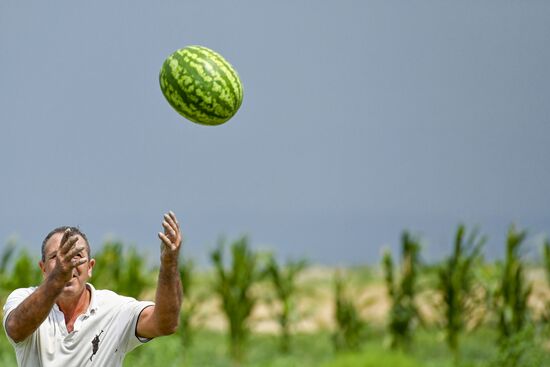 Azerbaijan Agriculture Watermelon Harvesting