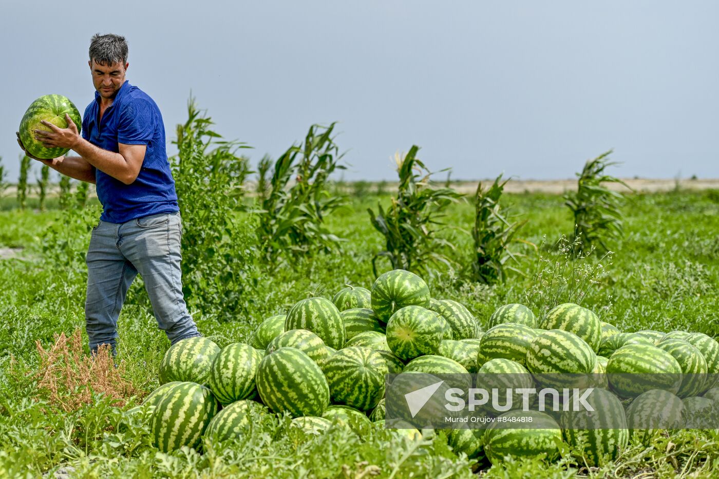 Azerbaijan Agriculture Watermelon Harvesting