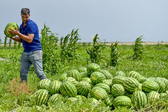 Azerbaijan Agriculture Watermelon Harvesting