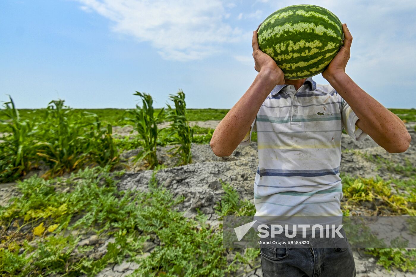 Azerbaijan Agriculture Watermelon Harvesting