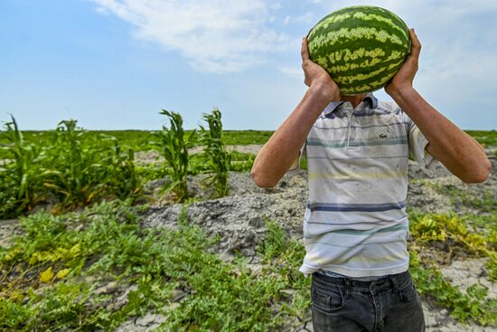 Azerbaijan Agriculture Watermelon Harvesting