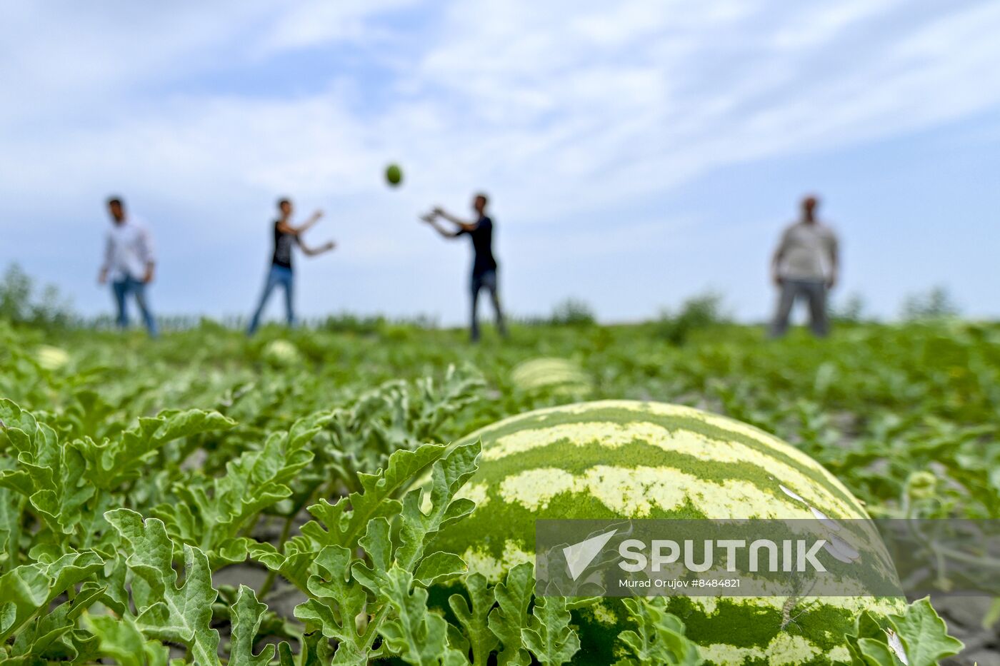 Azerbaijan Agriculture Watermelon Harvesting