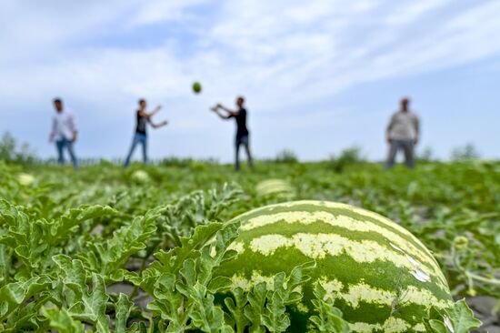 Azerbaijan Agriculture Watermelon Harvesting