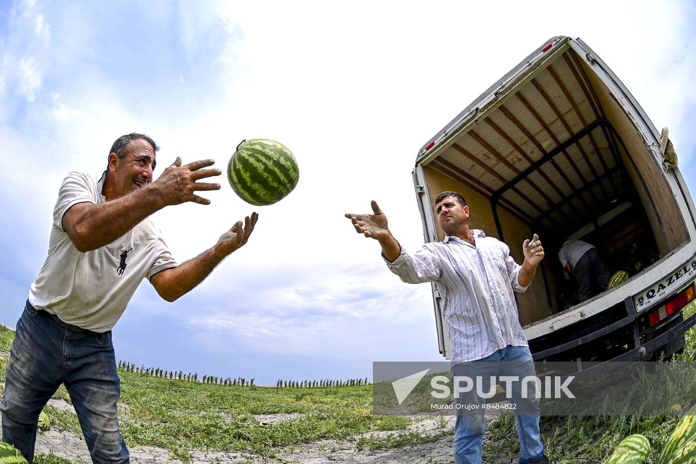 Azerbaijan Agriculture Watermelon Harvesting