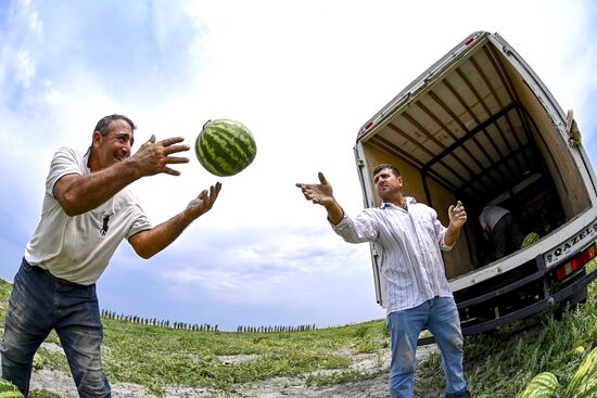 Azerbaijan Agriculture Watermelon Harvesting