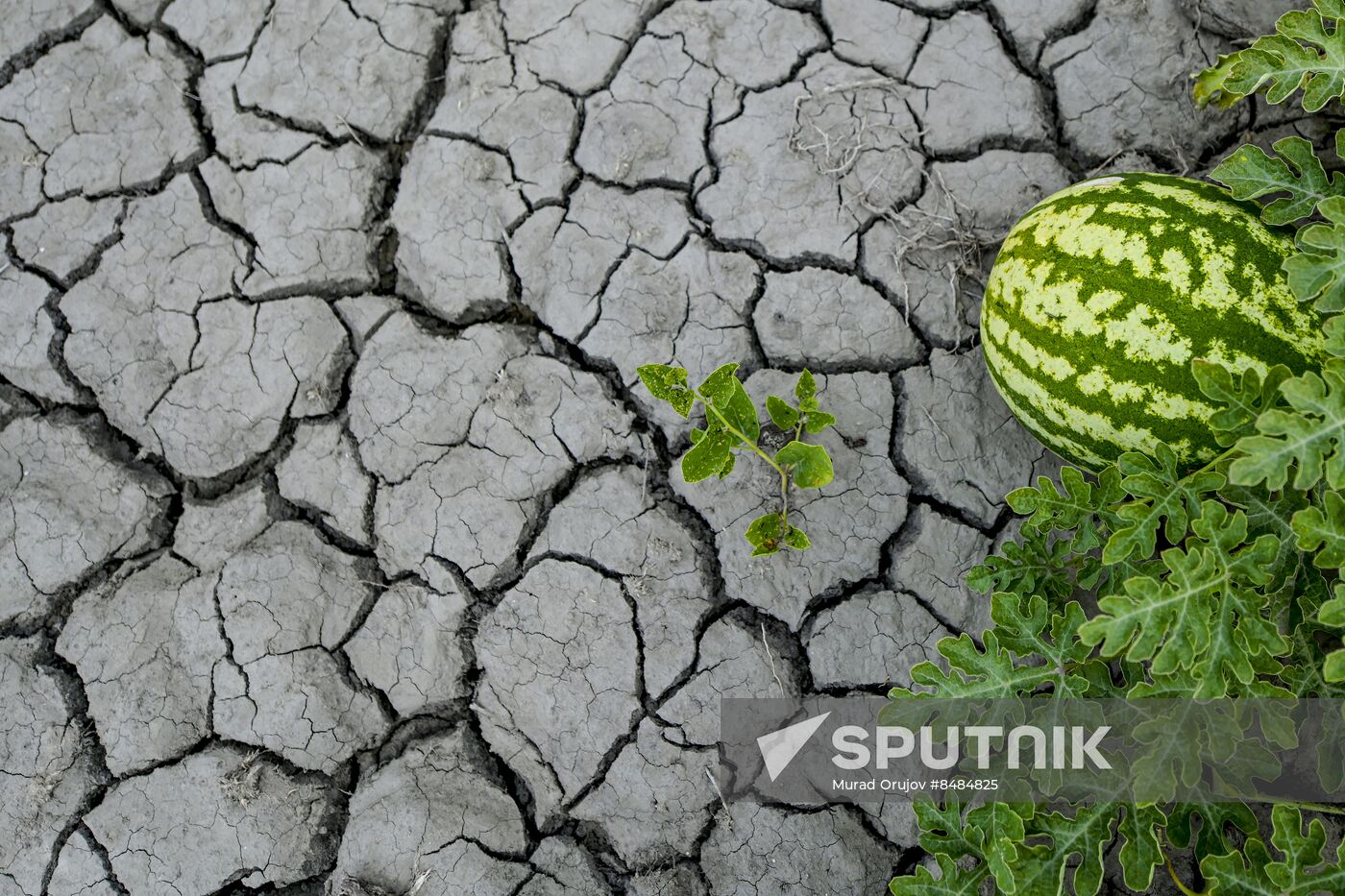 Azerbaijan Agriculture Watermelon Harvesting