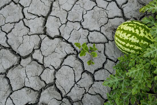 Azerbaijan Agriculture Watermelon Harvesting