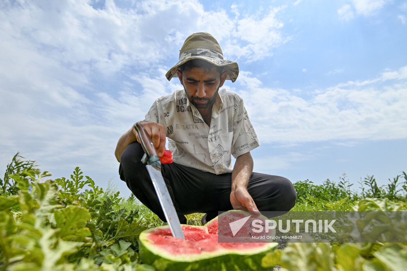 Azerbaijan Agriculture Watermelon Harvesting