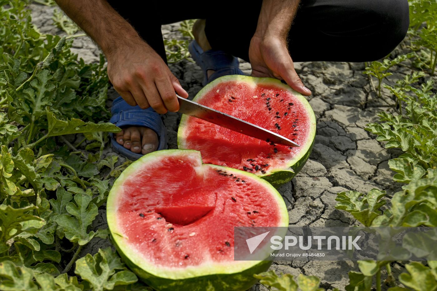 Azerbaijan Agriculture Watermelon Harvesting