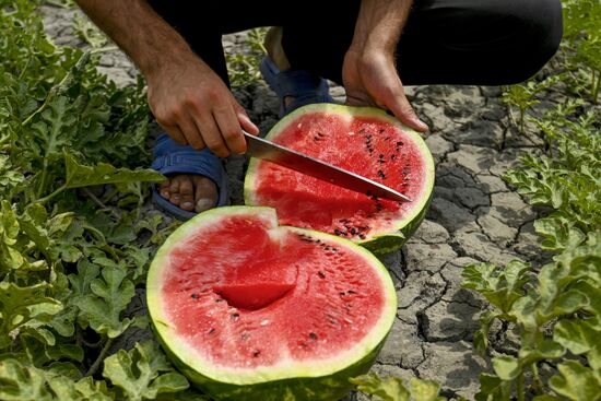 Azerbaijan Agriculture Watermelon Harvesting