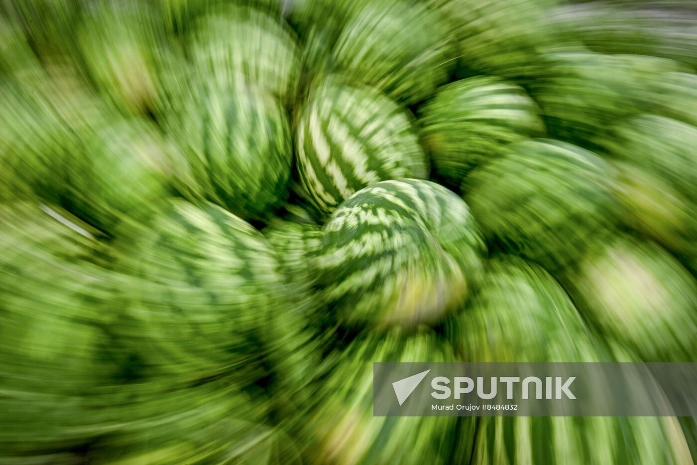 Azerbaijan Agriculture Watermelon Harvesting