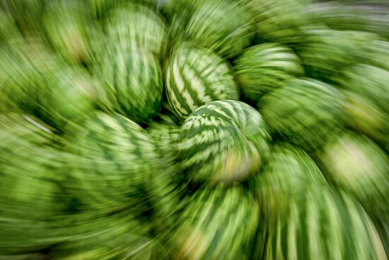 Azerbaijan Agriculture Watermelon Harvesting