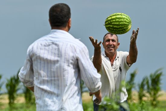 Azerbaijan Agriculture Watermelon Harvesting