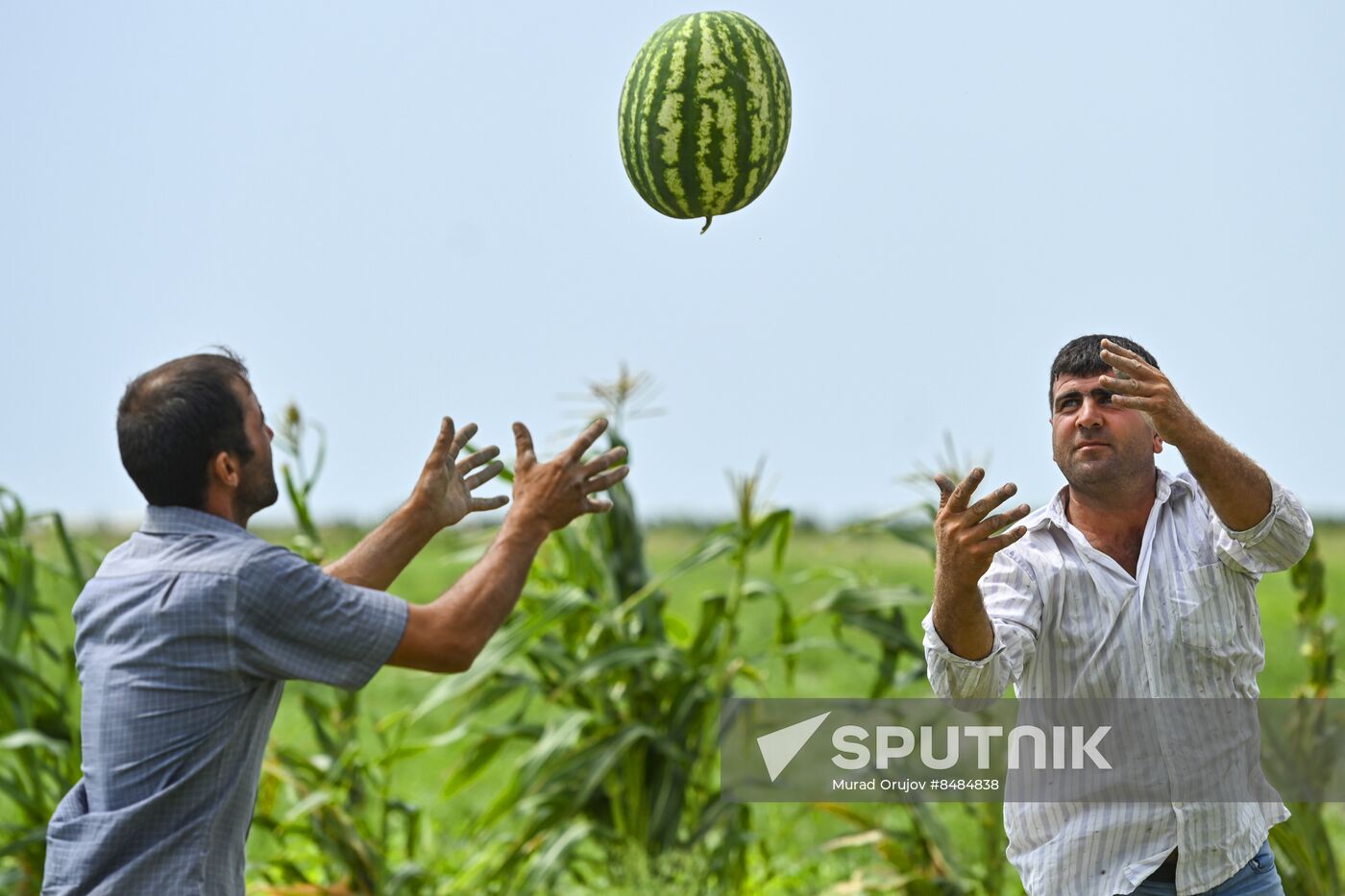 Azerbaijan Agriculture Watermelon Harvesting