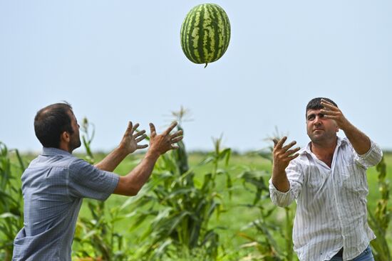 Azerbaijan Agriculture Watermelon Harvesting