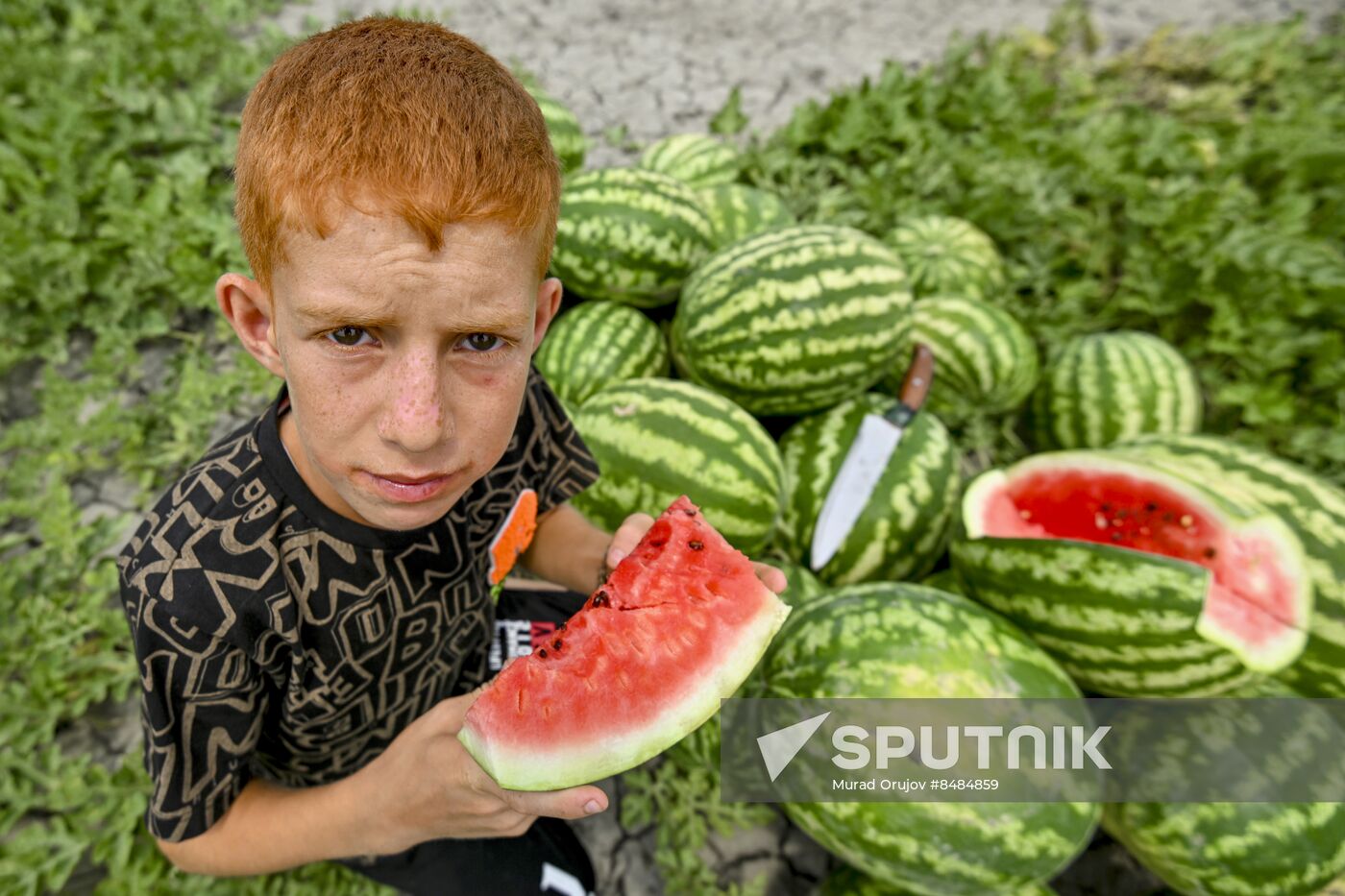 Azerbaijan Agriculture Watermelon Harvesting