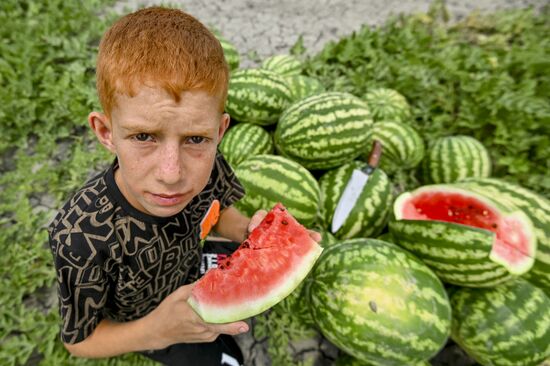 Azerbaijan Agriculture Watermelon Harvesting