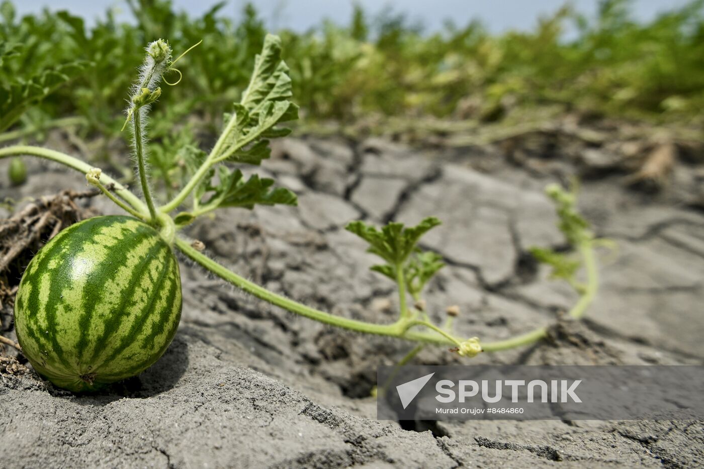 Azerbaijan Agriculture Watermelon Harvesting