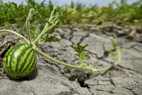 Azerbaijan Agriculture Watermelon Harvesting