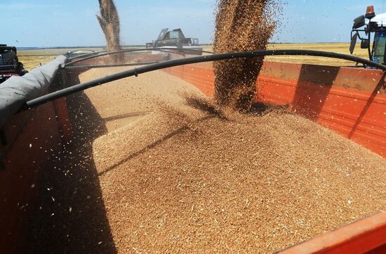 Russia Agriculture Wheat Harvesting