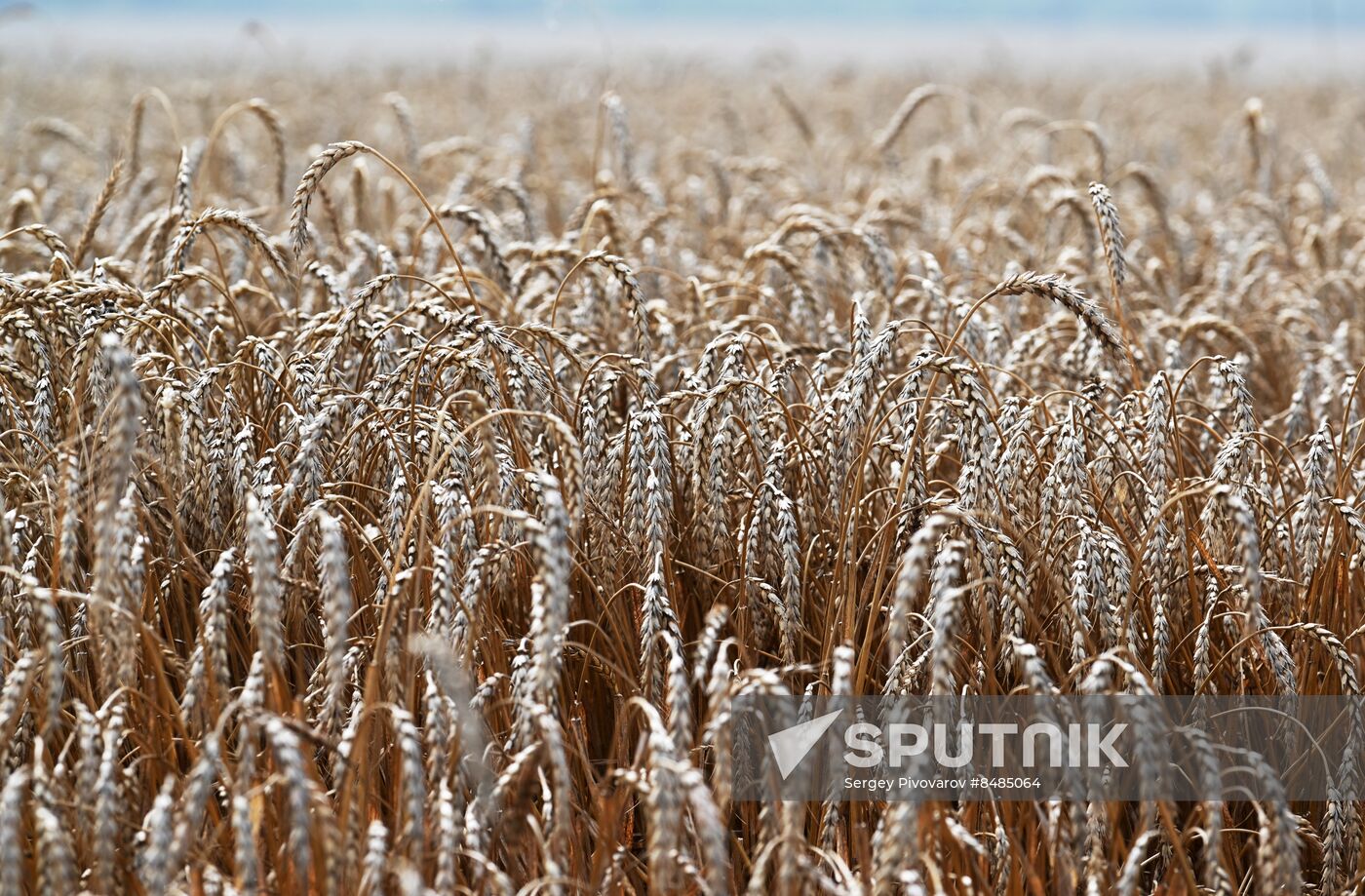 Russia Agriculture Wheat Harvesting