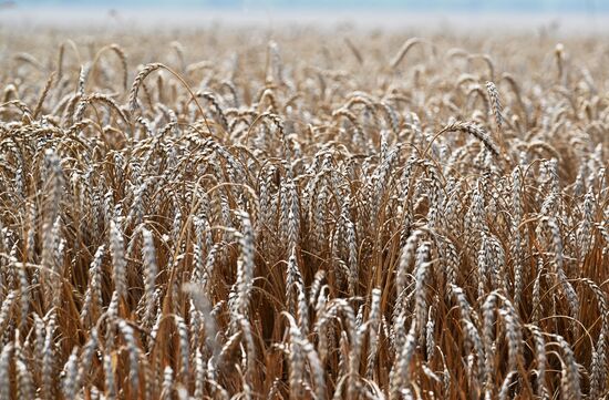 Russia Agriculture Wheat Harvesting