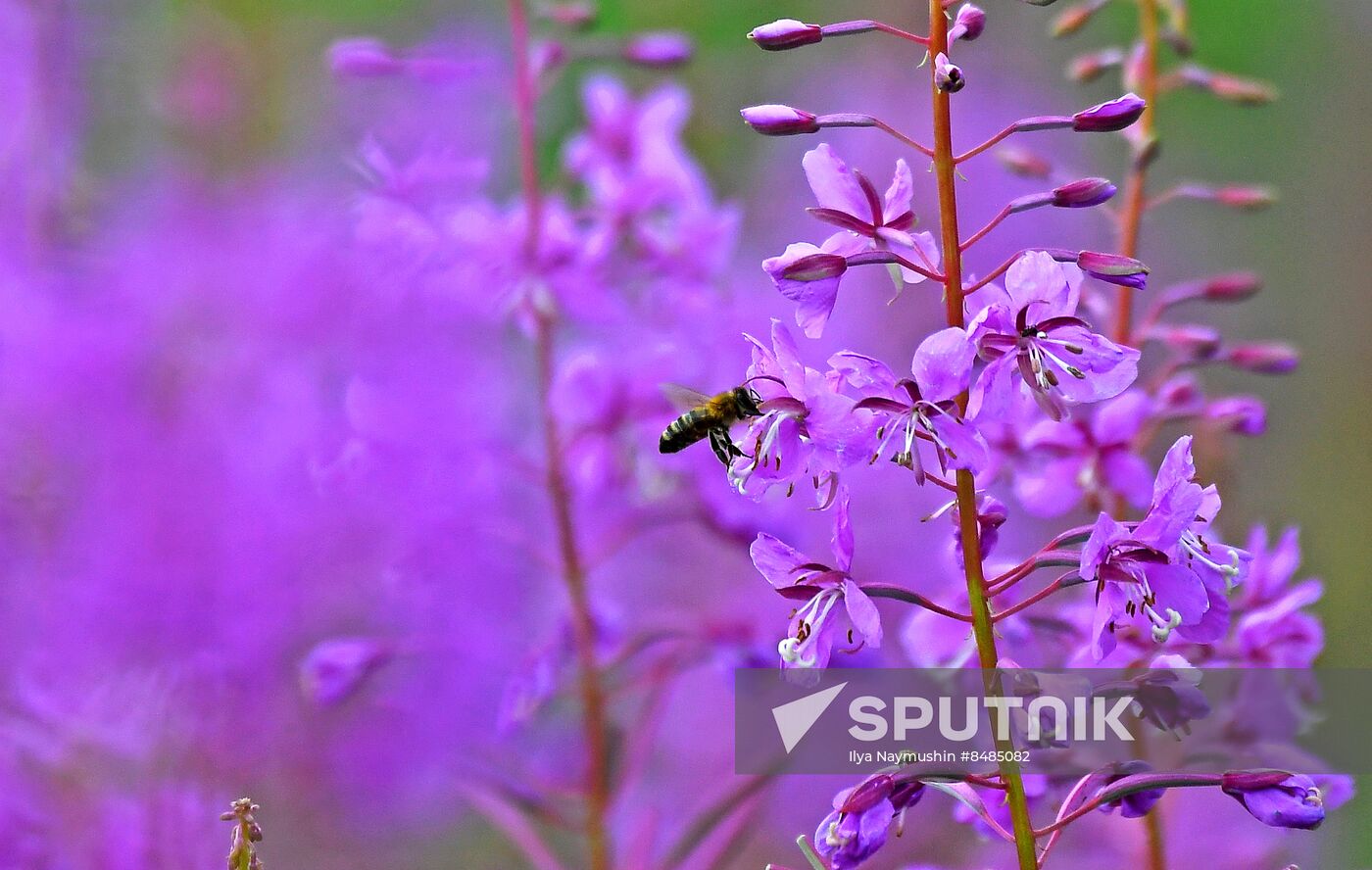Russia Environment