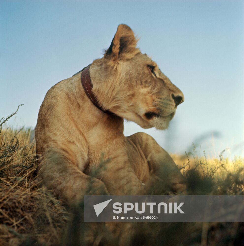 Filming I Have A Lion