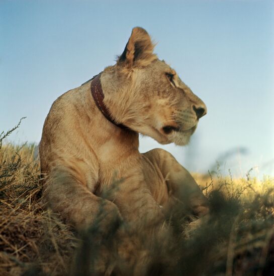 Filming I Have A Lion