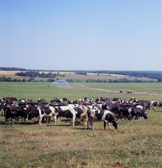 Kudinovo State Farm in Kaluga Region