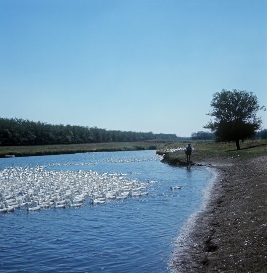 Kirov Collective Farm in Krasnodar Territory