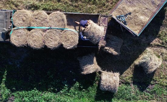 Russia Agriculture Livestock Fodder Harvesting