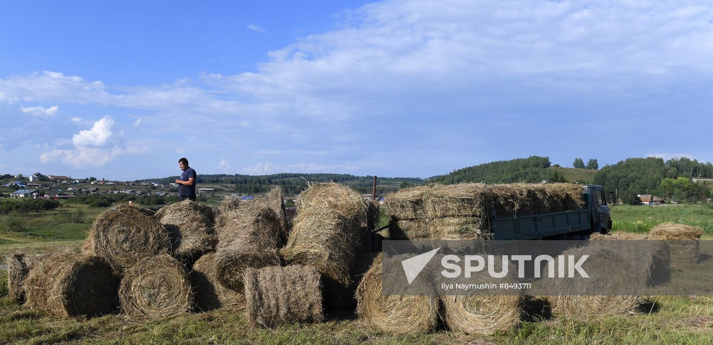 Russia Agriculture Livestock Fodder Harvesting