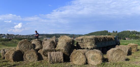 Russia Agriculture Livestock Fodder Harvesting