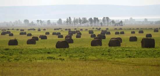 Russia Agriculture Livestock Fodder Harvesting