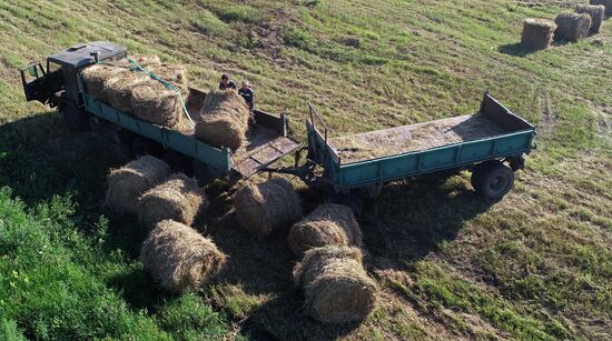 Russia Agriculture Livestock Fodder Harvesting