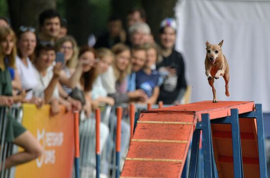 Russia Petshop Days Festival